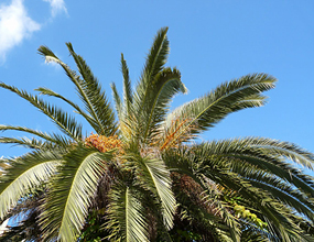 棕櫚の主日（枝の主日、受難の主日）