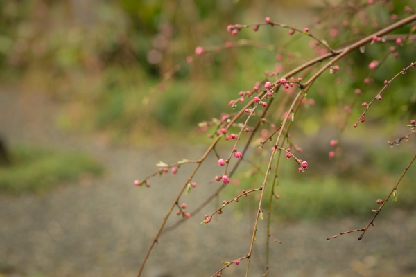 家をつなぐ祝言